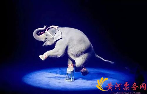 会跳舞的大象