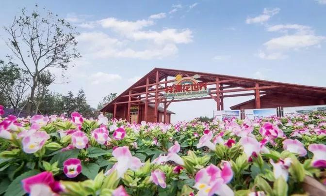 2020合肥花世界音乐嘉年华