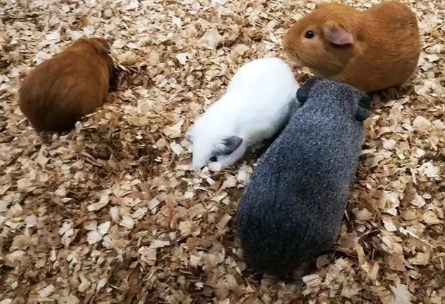 2019南宁麦族室内动物观赏乐园