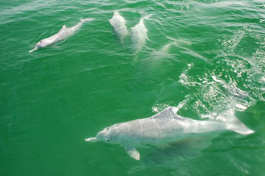 钦州开海节暨三娘湾海豚音乐嘉年华