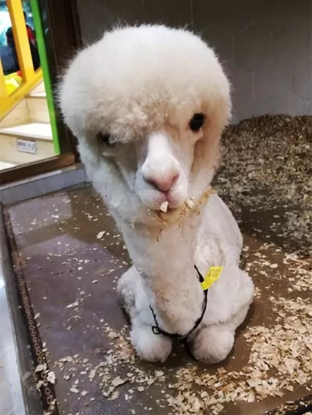 2019南宁麦族室内动物观赏乐园