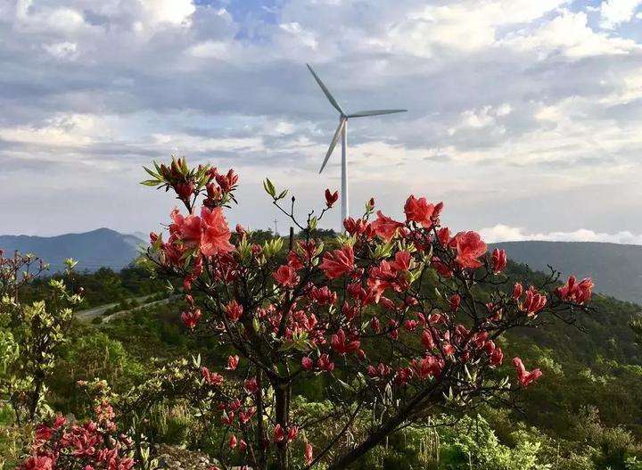 2020毕节杜鹃花风车音乐节