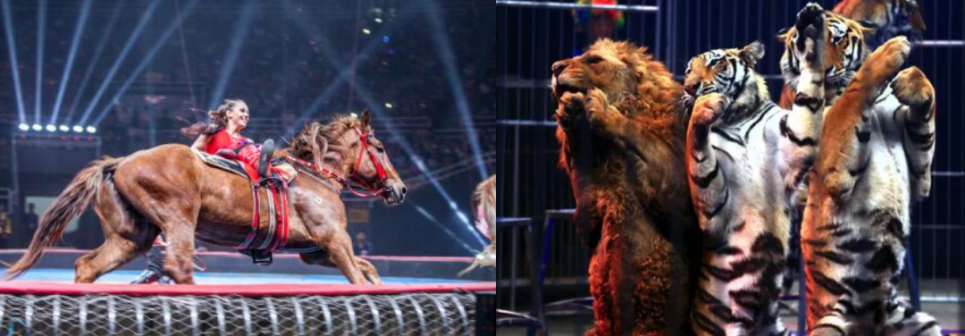 2023北京国际马戏小丑嘉年华（时间、地点、票价）