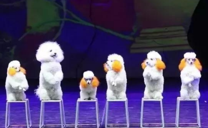 儿童剧《小丑动物嘉年华》郑州站