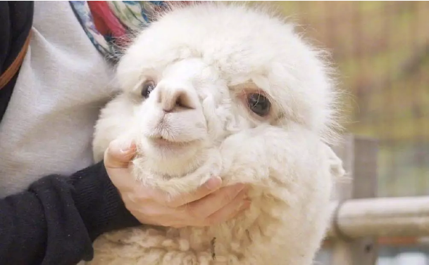 2019雪国崇礼艺术文化节张家口站