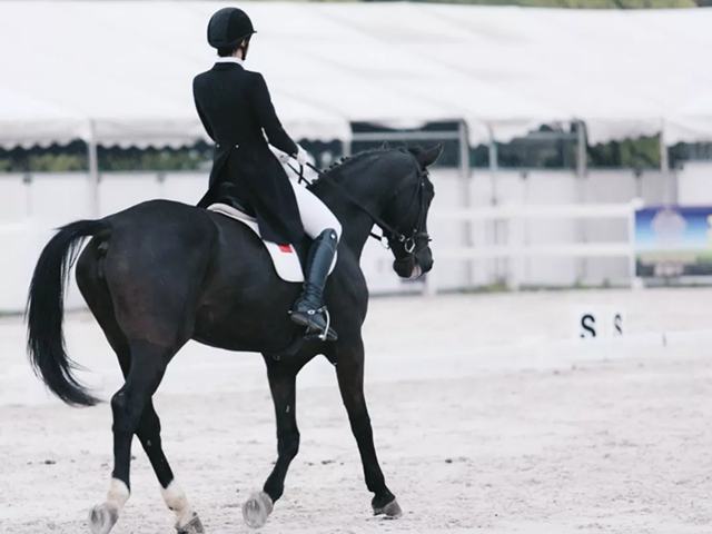 2019北京马术场地障碍公开赛