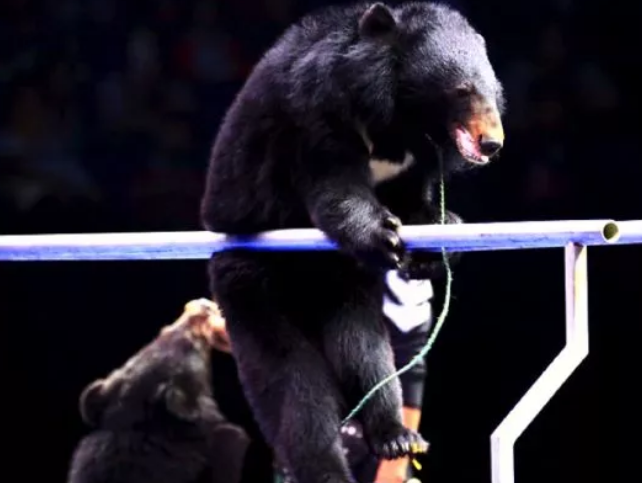 2023北京国际马戏小丑嘉年华（时间、地点、票价）