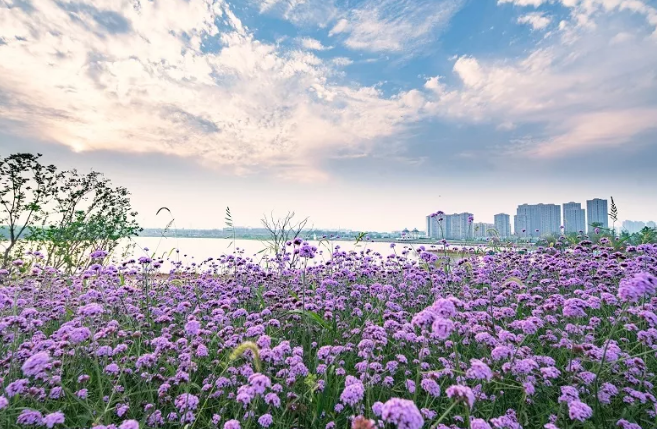 2020合肥花世界心跳音乐节