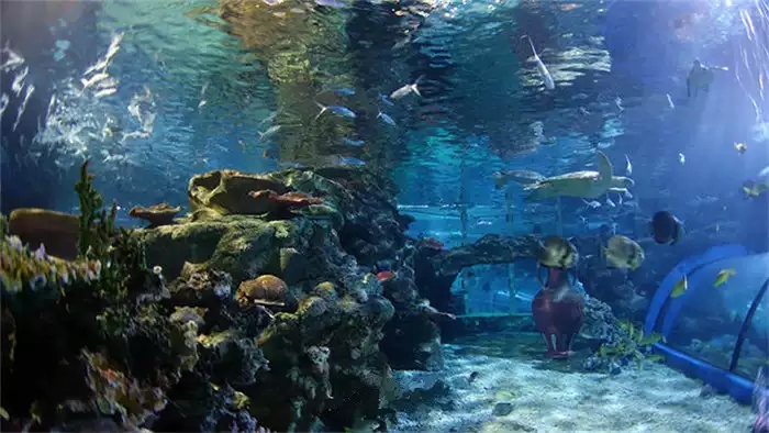 北京海洋馆小小潜水员