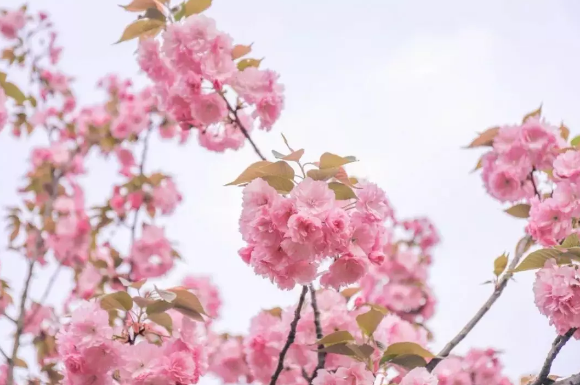 深圳观澜湖樱花节