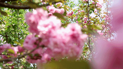 深圳观澜湖樱花节