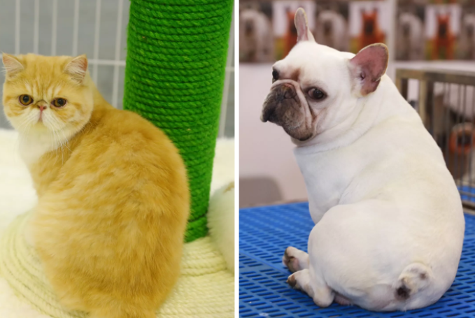 成都宠博会萌星球接触记