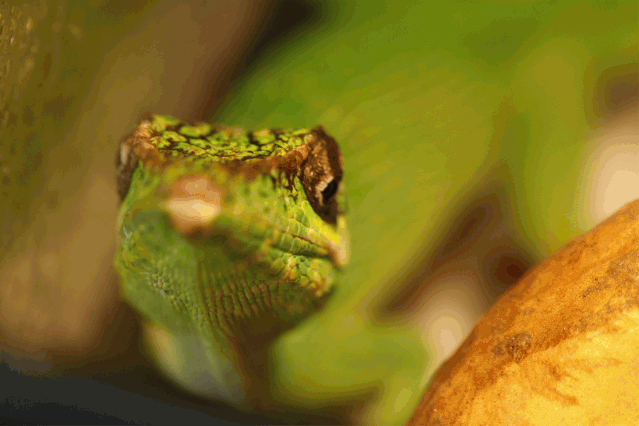 成都宠博会萌星球接触记