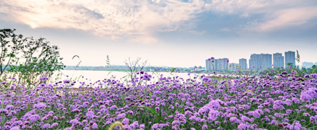 2020合肥花世界心跳音乐节