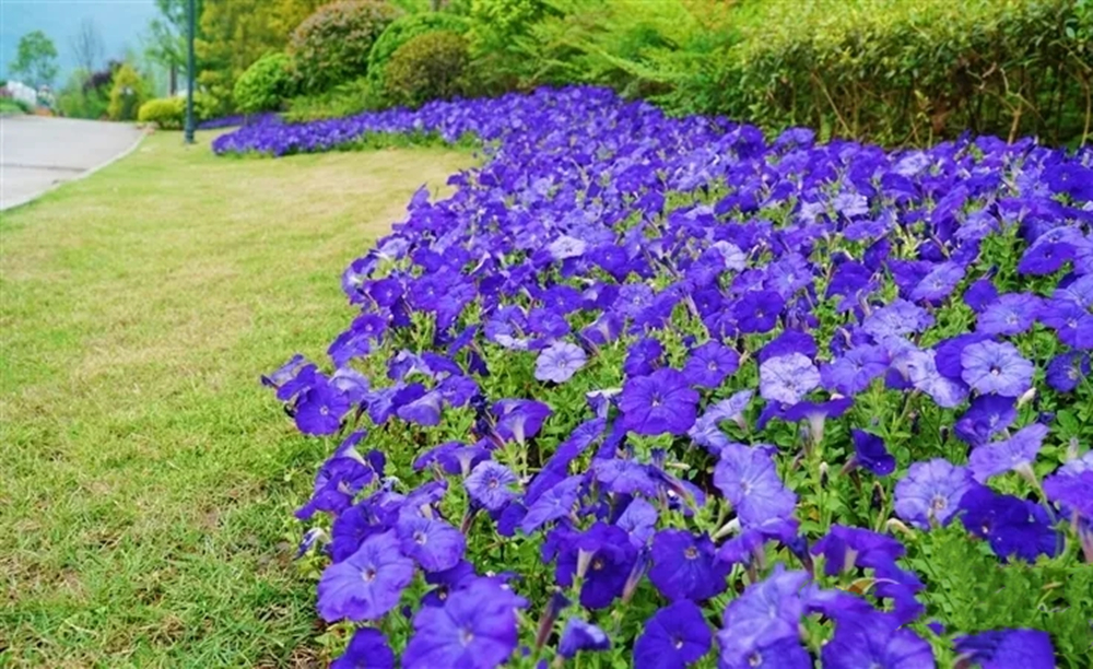 2021峨眉山音乐节时间地点、演出详情、在线订票