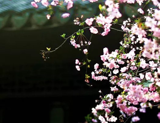 2020矶村由纪子杭州音乐会（时间+场馆+订票）