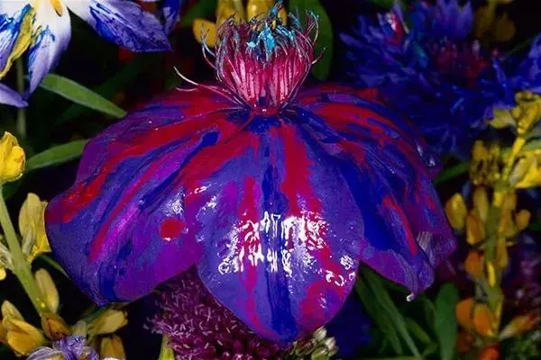 长沙荒木经惟摄影作品展