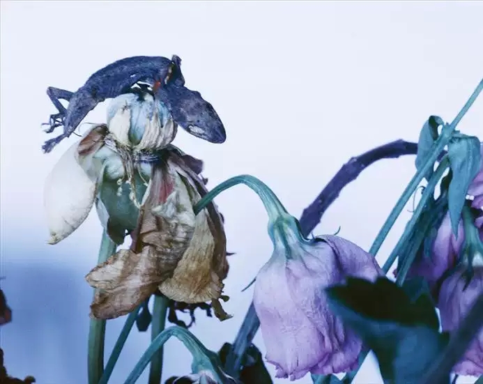 长沙荒木经惟摄影作品展