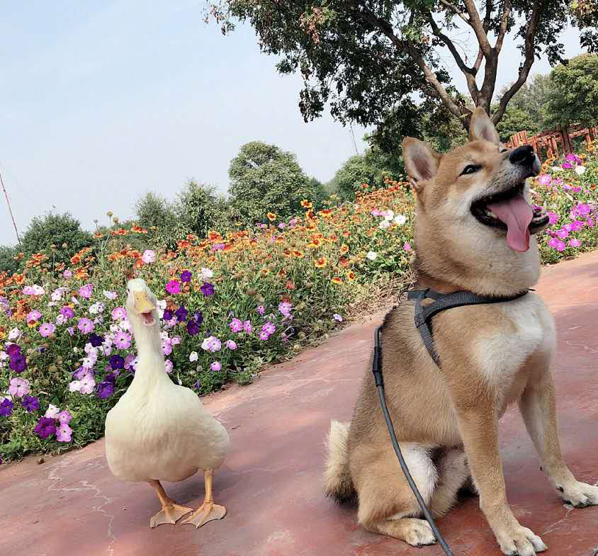 寻鸭启示后王珞丹再发微博 吉吉已经不在这个世界上了