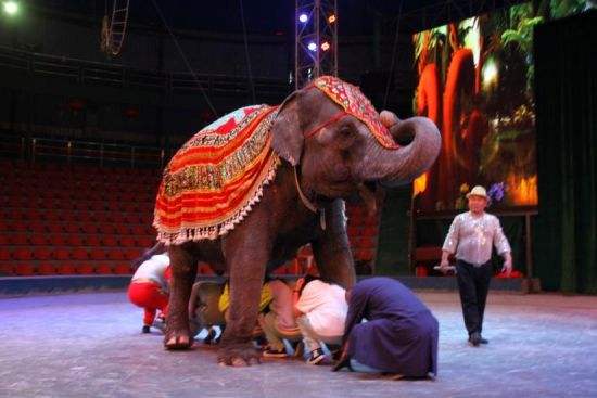 2020欢乐马戏上海站