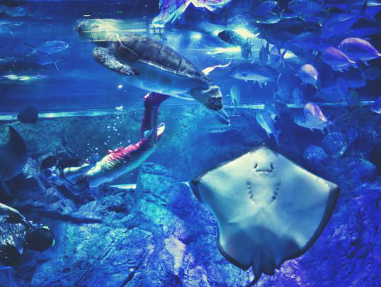 2020南京海底世界《你是演奏家2》