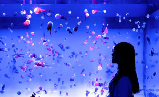 2020南京海底世界《你是演奏家2》