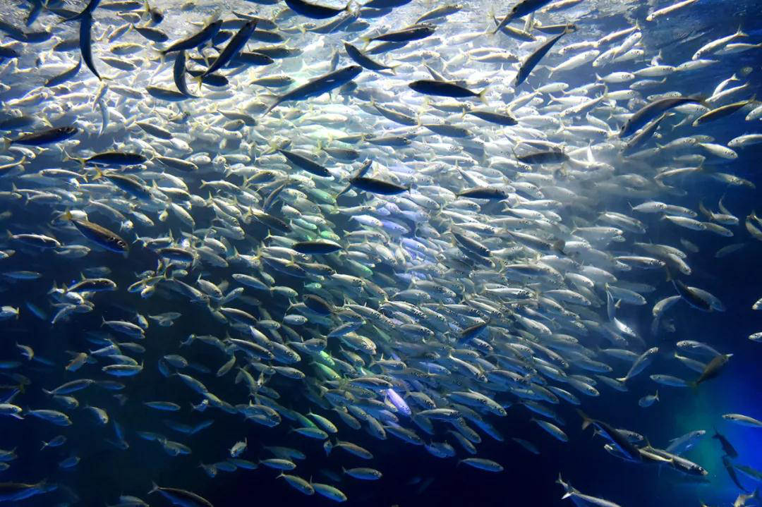 2020南京海底世界《你是演奏家2》