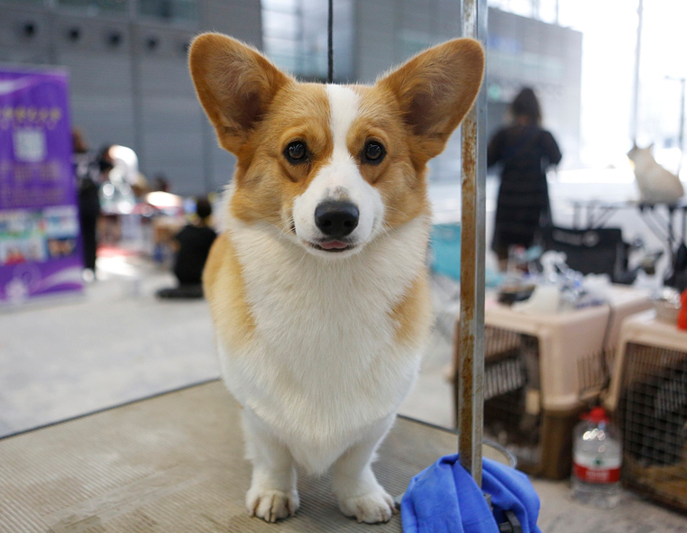 2020上海第23届亚洲宠物展