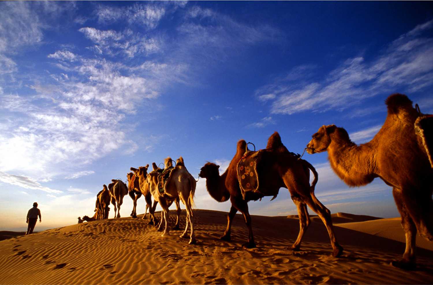 2020丝路驼铃重庆音乐会