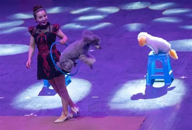 2020杂技大马戏武汉站