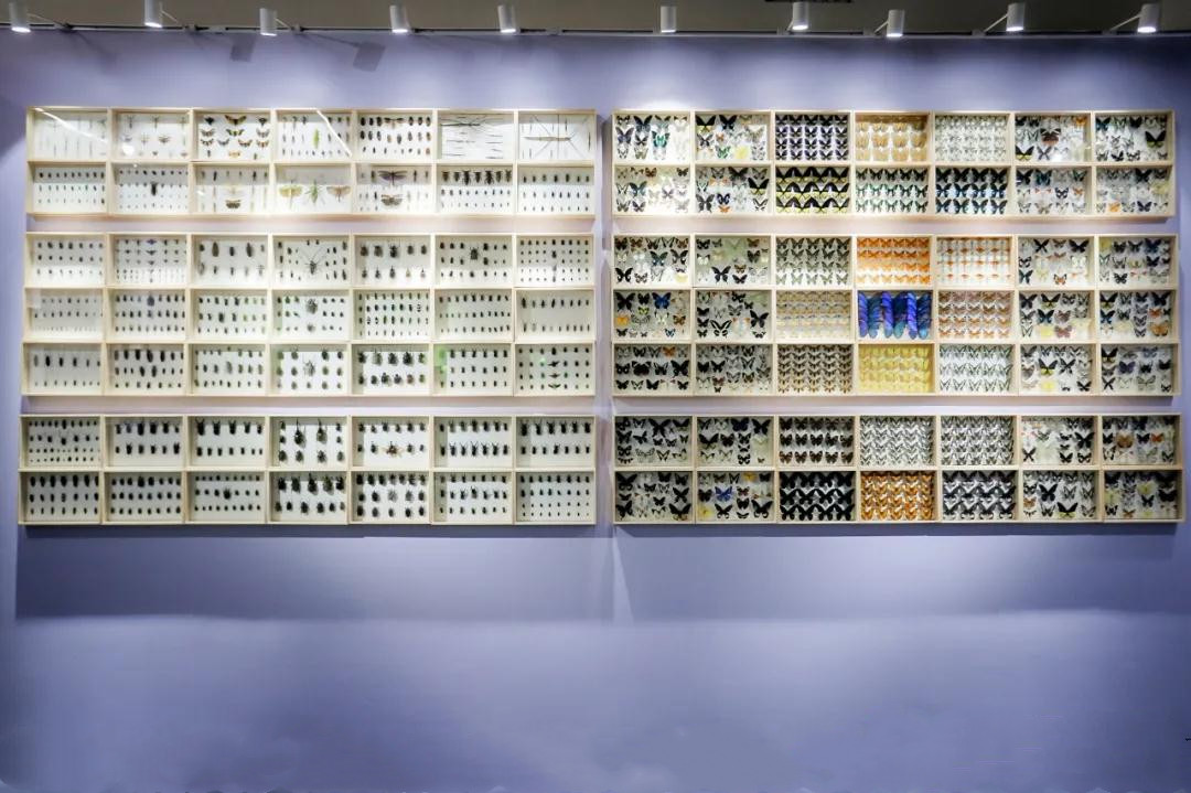 2020杭州虫生主题展