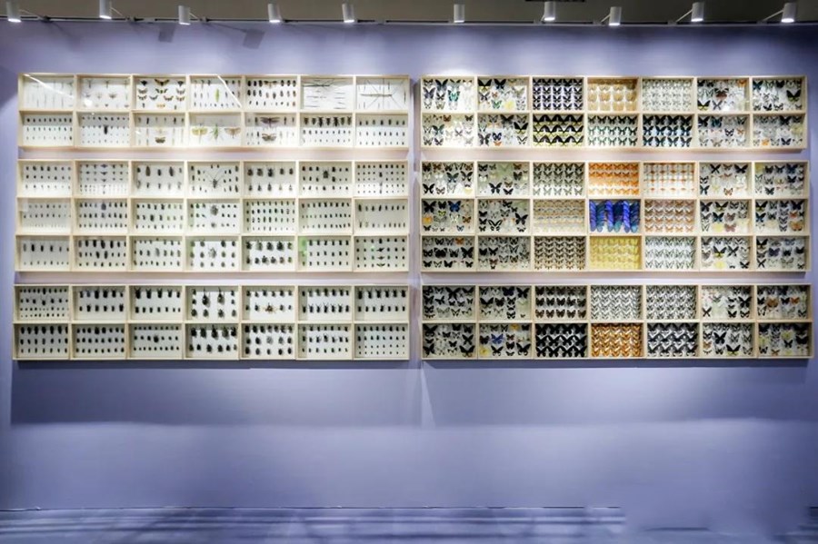 2020杭州虫生主题展