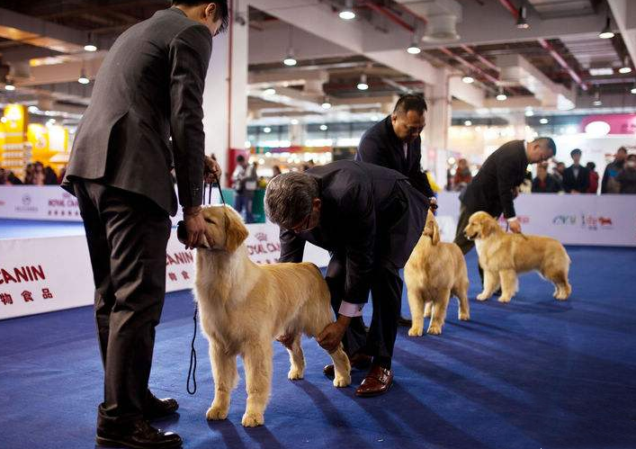 2020CPF广州国际宠博会