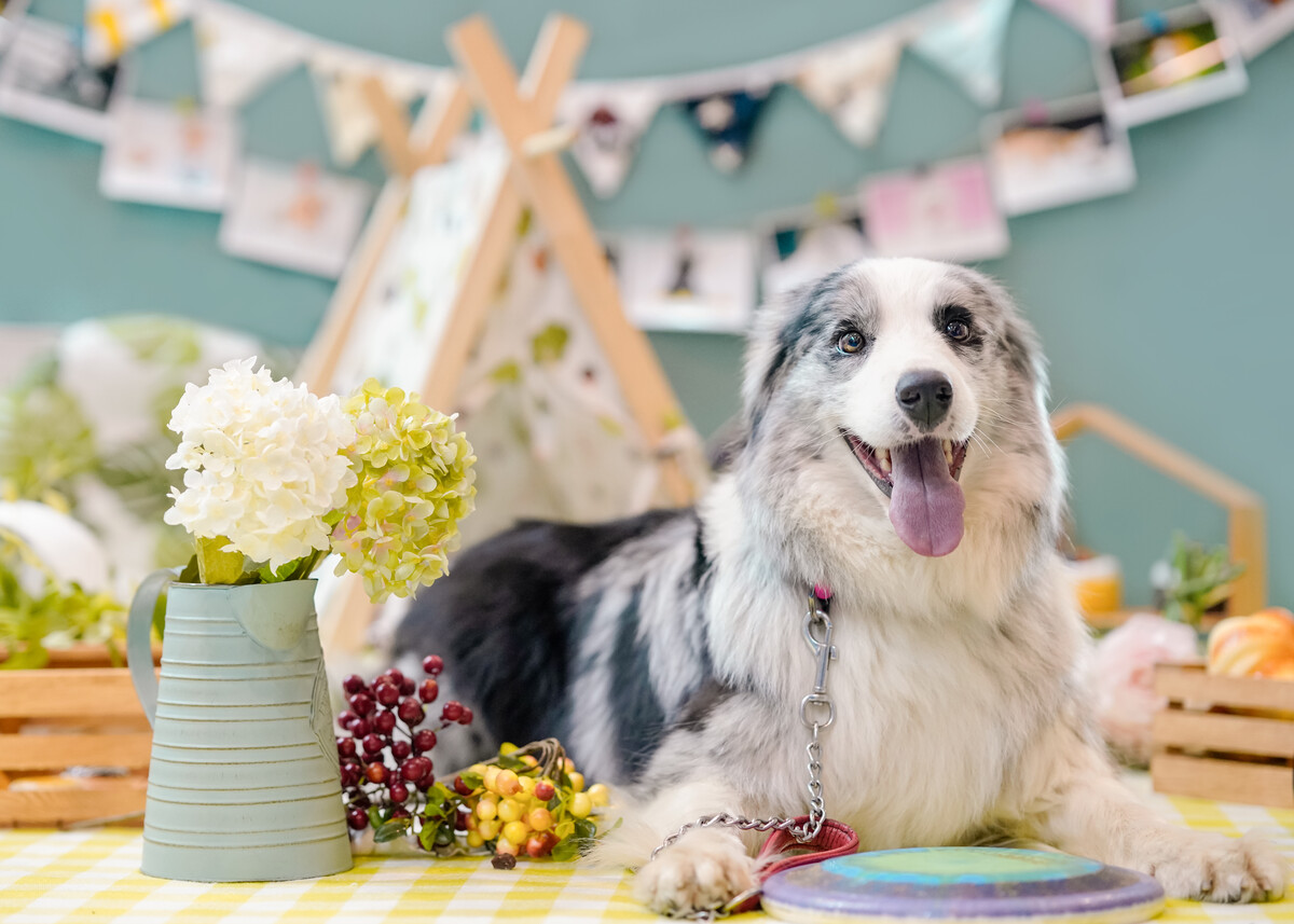 2020CPF广州国际宠博会