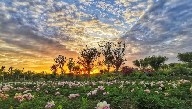 无锡市滨湖区胡埭镇花星球