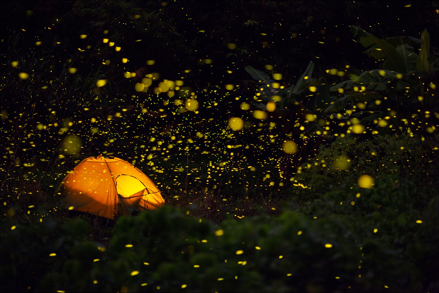 2020洛阳呀咕儿童音乐节