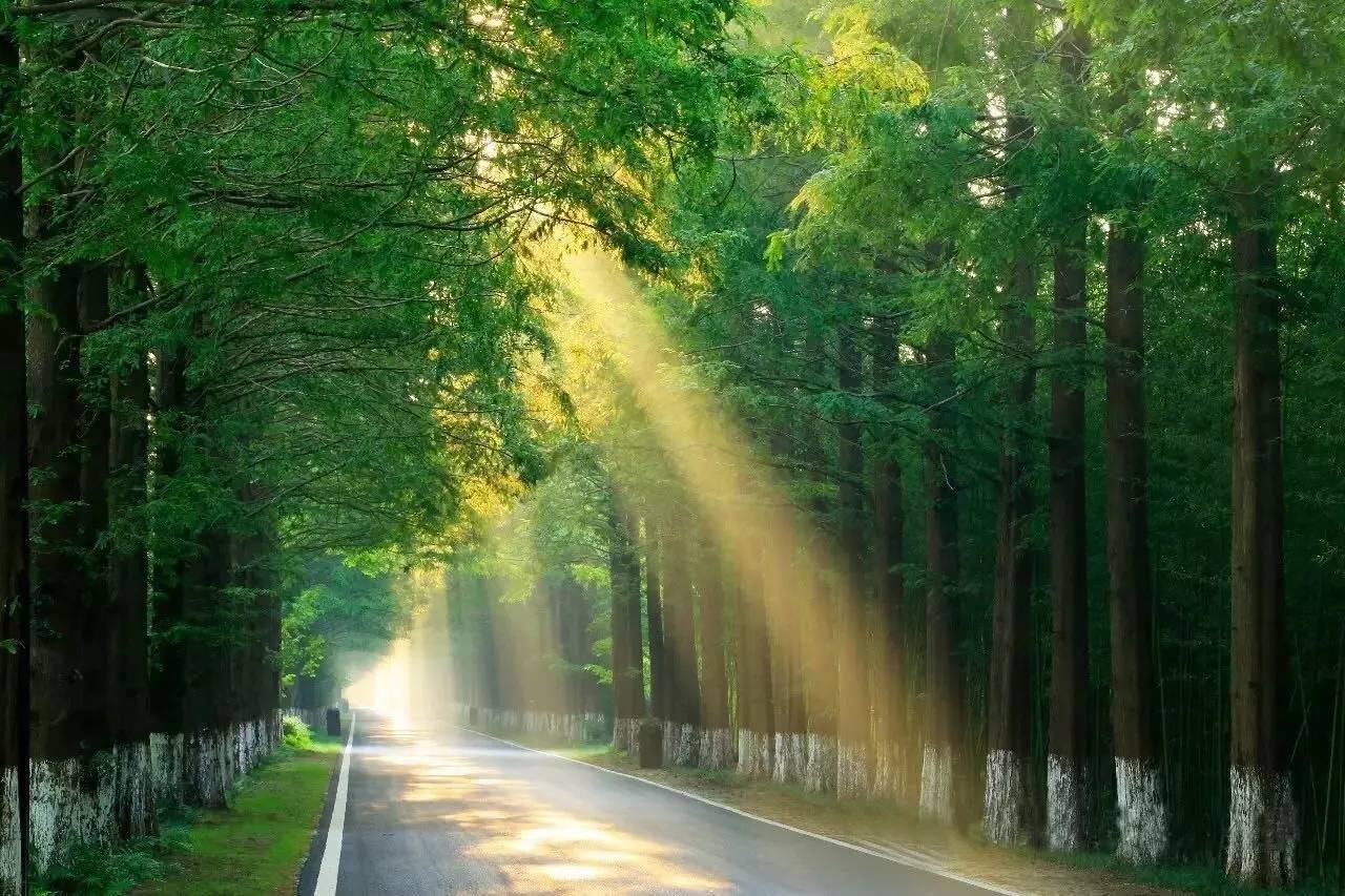 2023黄海森林音乐节时间、地点、购票网址