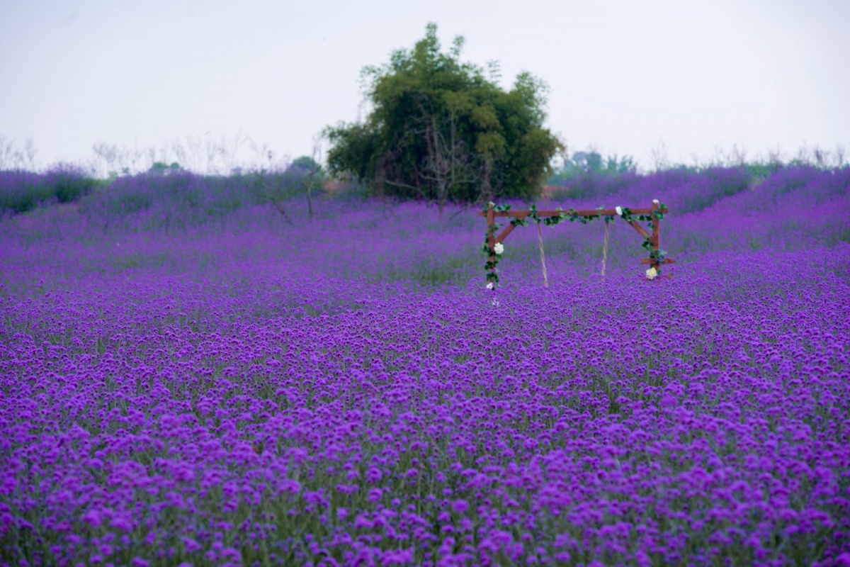 2022成都花五六音乐节时间、地点、演出介绍