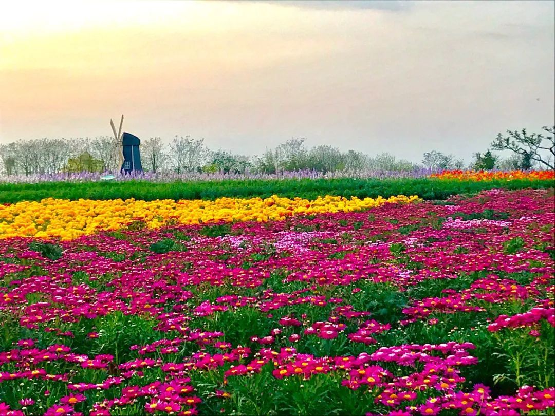 2022成都花五六音乐节时间、地点、演出介绍