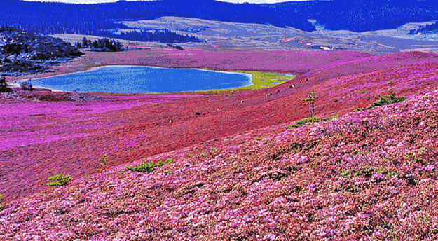 世界马戏联合汇演长沙站