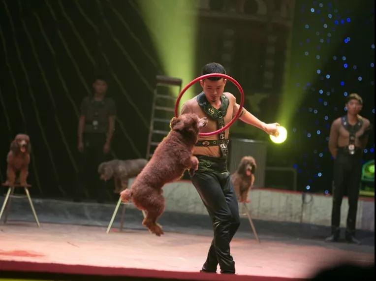 2020世界马戏联合汇演长沙站