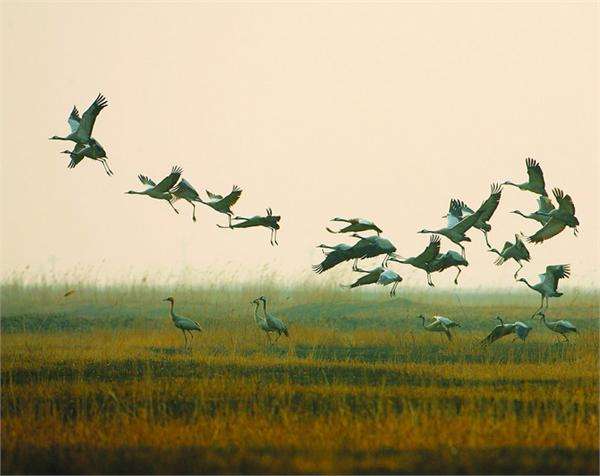 2020岳阳洞庭湿地音乐节