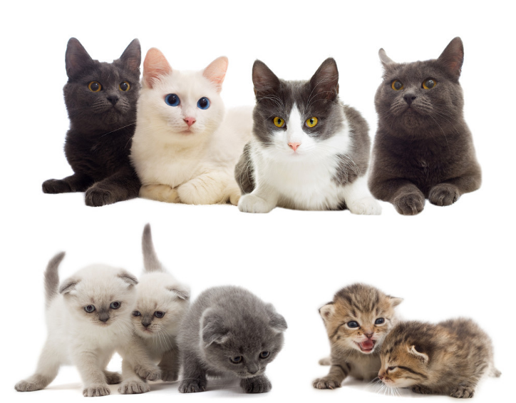 2020深圳秋季宠物展