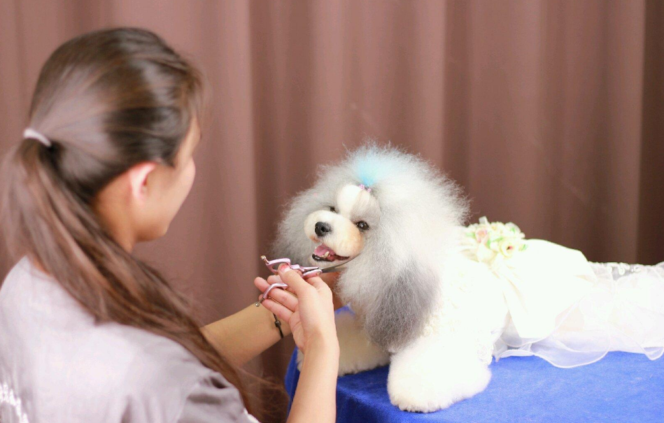 2020深圳秋季宠物展