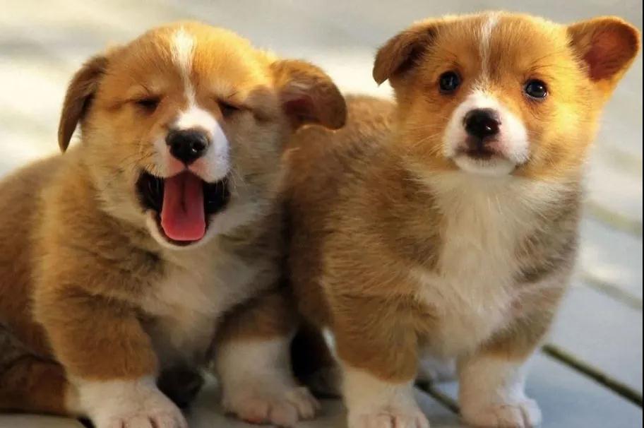 2020深圳秋季宠物展