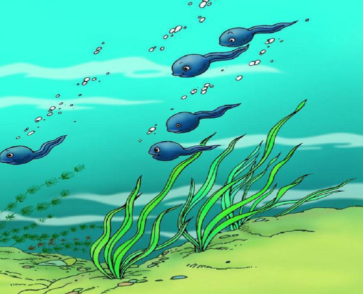 2021童话剧《小蝌蚪找妈妈》马鞍山站