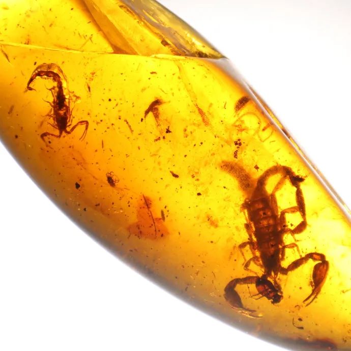 2021大自然的馈赠——全球琥珀珍品展-福州站