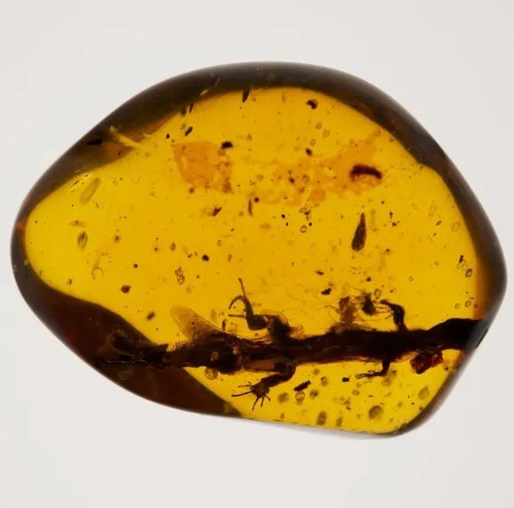 2021大自然的馈赠——全球琥珀珍品展-福州站