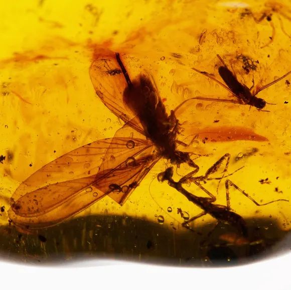 2021大自然的馈赠——全球琥珀珍品展-福州站