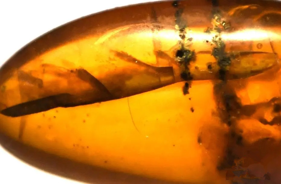 2021大自然的馈赠——全球琥珀珍品展-福州站